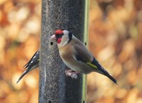 goldfinch.jpg