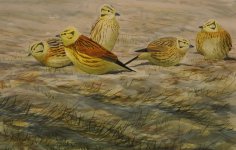 Watercolour painting Yellowhammers (640x407).jpg