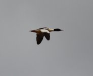 Common Merganser.jpg