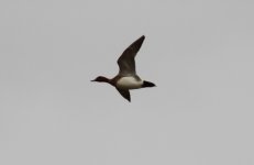 Eurasian Wigeon.jpg