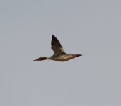 Red-breasted Merganser.jpg