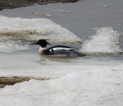 Red-breasted merganser 2.jpg