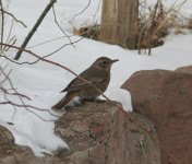 Naumann's Thrush.jpg