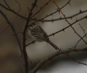 Pallas's Reed Bunting.jpg