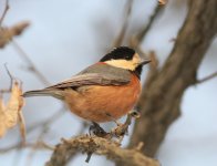 Varied tit.jpg