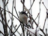 Long-tailed Tit 1.jpg