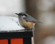 Eurasian Nuthatch.jpg