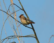 Japanese Waxwing.jpg