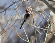 Long-tailed Tit.jpg