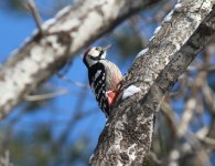 White-backed Woodpecker.jpg