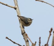 Chinese Nuthatch.jpg