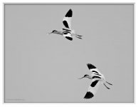 Pied%20Avocets%20%20-%20Poyang%20Lake%202013-XL.jpg