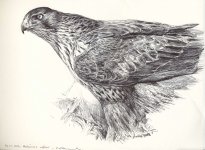 Bonellis-eagle-female.jpg