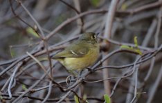 Hutton's-Vireo.jpg