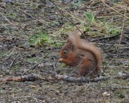 Red Squirrel.jpg