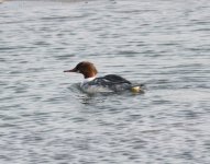 Common Merganser.jpg