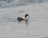 Falcated Duck.jpg