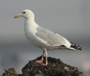 Mongolian gull.jpg