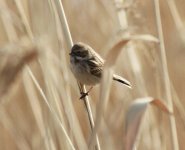 Pallas's Reed Bunting.jpg