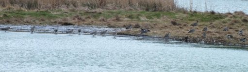 3. the curlews.JPG