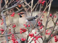 waxwing.jpg