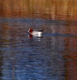 wigeon drake (2)-720202.JPG