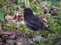 DSCN3374 Japanese Thrush - Po Toi.jpg