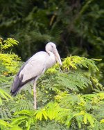 Asian Openbill5.jpg