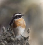 whinchat-light.jpg