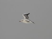 Black-headed Gull.jpg