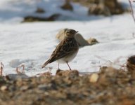 Eurasian Skylark.jpg