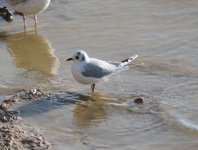 Saunders's Gull.jpg