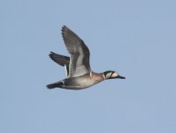 Baikal Teal.jpg