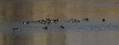 Eurasian Wigeon.jpg