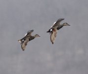 Gadwall.jpg