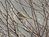 Pallas's Reed Bunting.jpg