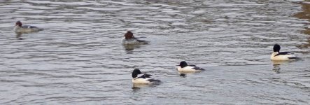 Goosander.jpg