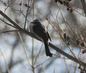 Brown-eared Bulbul.jpg