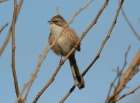 Chinese Hill Warbler.jpg