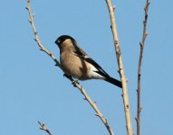 Eurasian Bullfinch.jpg