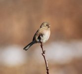 Long-tailed Rosefinch.jpg