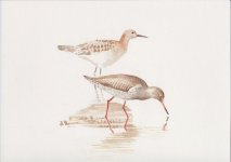 Ruff & Red Shank (1024x724).jpg