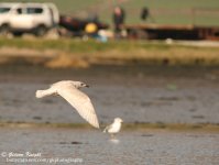 Kumlien'sGull.jpg