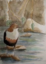 dipper 002 (439 x 600).jpg