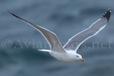 Yellow-ledged-Gull-iso3200.jpg