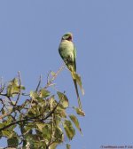 Alexandrine-Parakeet.jpg