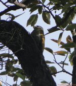 Grey-headed-woodpeaker.jpg