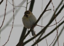 Pallas's Reed Bunting.jpg