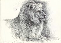 Young-male-Lion-portrait.jpg
