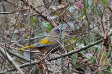 9557_Elliot's Laughingthrush.jpg